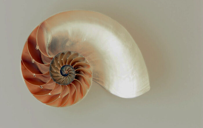 sezione conchiglia Nautilus