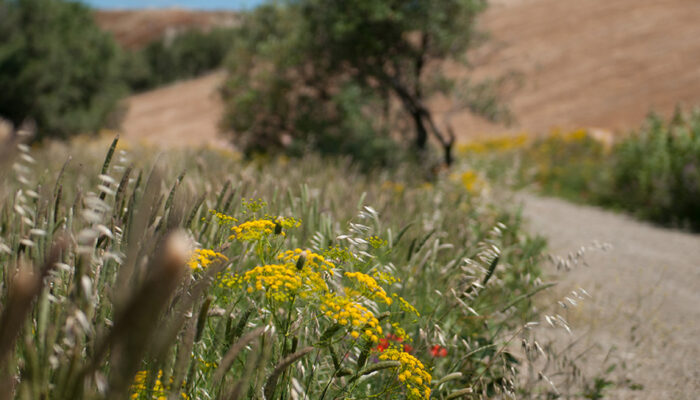 profondità di campo. paesaggio rurale